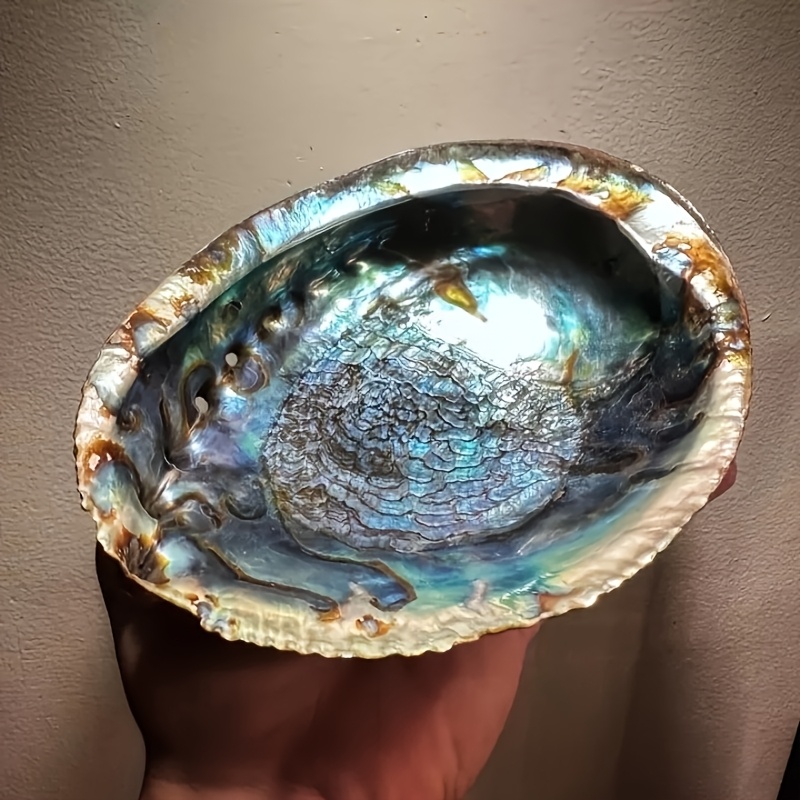 Abalone Shell Planters, Abalon - огляд і ціна Outdoor Furniture Material